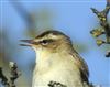 Photo of Sedge Warbler at Lower Test Marshes, Hampshire. Taken by Steve Clemons on 18th April 2026.