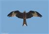 Photo of Red Kite at Everton, Hampshire. Taken by Tomasz Doron on 18th April 2026.