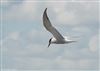 Photo of Common Tern at Keyhaven Lagoon, Hampshire. Taken by Tomasz Doron on 18th April 2026.