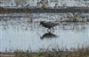 Photo of Spotted Redshank at Lower Pennington Lane, Hampshire. Taken by Tomasz Doron on 18th April 2026.