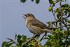 Photo of Garden Warbler at Fishlake Meadows, Hampshire. Taken by Andy Tew on 18th April 2026.