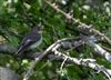 Photo of Pied Flycatcher at Hayling Island, Northney Paddocks, Hampshire. Taken by Ian Mears on 18th April 2026.