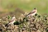 Photo of Wheatear at Hayling Island, Sandy Point outside NR, Hampshire. Taken by Andy Tew on 19th April 2026.