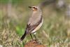 Photo of Wheatear at Hayling Island, Sandy Point outside NR, Hampshire. Taken by Andy Tew on 19th April 2026.