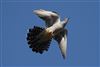Photo of Cuckoo at undisclosed, Hampshire. Taken by David Cuddon on 19th April 2026.