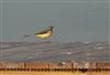 Photo of Grey Wagtail at Everton, Hampshire. Taken by Tomasz Doron on 19th April 2026.