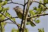 Photo of Blackcap at Titchfield Haven Canal Path, Hampshire. Taken by Glyn Hiscock on 20th April 2026.