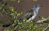 Photo of Cuckoo at undisclosed, Hampshire. Taken by David Cuddon on 21st April 2026.