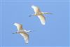 Photo of Spoonbill at Fishlake Meadows, Hampshire. Taken by Andy Tew on 23rd April 2026.