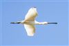 Photo of Spoonbill at Fishlake Meadows, Hampshire. Taken by Andy Tew on 23rd April 2026.