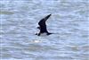Photo of Arctic Skua at Hill Head, Hampshire. Taken by Mark Francis on 24th April 2026.