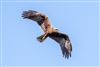 Photo of Marsh Harrier at Fishlake Meadows, Hampshire. Taken by Andy Tew on 24th April 2026.