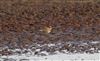 Photo of Little Ringed Plover at Avon Flood, Keyhaven, Hampshire. Taken by Chris Barrass on 25th April 2026.