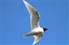 Photo of Mediterranean Gull at Avon Flood, Keyhaven, Hampshire. Taken by Chris Barrass on 25th April 2026.
