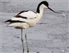 Photo of Avocet at Avon Flood, Keyhaven, Hampshire. Taken by Chris Barrass on 25th April 2026.