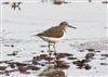 Photo of Common Sandpiper at Avon Flood, Keyhaven, Hampshire. Taken by Chris Barrass on 25th April 2026.