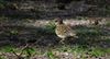 Photo of Woodlark at Woolmer Forest, Hampshire. Taken by Ben Hayward on 24th April 2026.