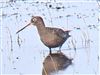 Photo of Spotted Redshank at Lower Pennington Lane, Hampshire. Taken by Michael Lomax on 25th April 2026.