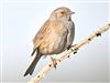 Photo of Dunnock at Lower Pennington Lane, Hampshire. Taken by Michael Lomax on 25th April 2026.