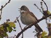 Photo of Common Whitethroat at Lower Pennington Lane, Hampshire. Taken by Michael Lomax on 25th April 2026.
