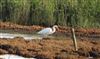 Great White Egret at Avon Flood, Keyhaven, Hampshire. Photographed by Chris Barrass on 26th April 2026.