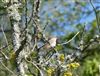 Photo of Garden Warbler at Fishlake Meadows, Hampshire. Taken by Derek Lister on 27th April 2026.