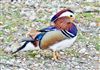 Photo of Mandarin Duck at Cadmans Pool, NF, Hampshire. Taken by John Coates on 29th April 2026.