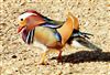 Photo of Mandarin Duck at Cadmans Pool, NF, Hampshire. Taken by John Coates on 29th April 2026.