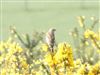 Photo of Linnet at Martin Down, Hampshire. Taken by Thomas Coldwell on 21st March 2026.