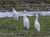 Photo of Cattle Egret at Testwood Lakes - Meadow Lake, Hampshire. Taken by Paul Winter on 3rd April 2026.