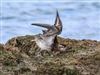 Photo of American Golden Plover at Bunny Meadows (Warsash), Hampshire. Taken by Paul Winter on 2nd April 2026.