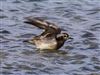 Photo of American Golden Plover at Bunny Meadows (Warsash), Hampshire. Taken by Paul Winter on 2nd April 2026.