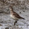 Photo of American Golden Plover at Bunny Meadows (Warsash), Hampshire. Taken by Paul Winter on 2nd April 2026.