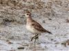 Photo of American Golden Plover at Bunny Meadows (Warsash), Hampshire. Taken by Paul Winter on 2nd April 2026.