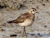 Photo of American Golden Plover at Bunny Meadows (Warsash), Hampshire. Taken by Paul Winter on 2nd April 2026.