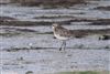 Photo of American Golden Plover at Bunny Meadows (Warsash), Hampshire. Taken by Tomasz Doron on 4th April 2026.