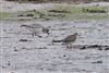 Photo of American Golden Plover at Bunny Meadows (Warsash), Hampshire. Taken by Tomasz Doron on 4th April 2026.