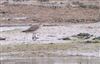 Photo of American Golden Plover at Bunny Meadows (Warsash), Hampshire. Taken by Tomasz Doron on 4th April 2026.