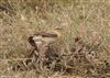 Photo of Wheatear at Bunny Meadows (Warsash), Hampshire. Taken by Tomasz Doron on 4th April 2026.