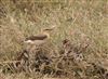 Photo of Wheatear at Bunny Meadows (Warsash), Hampshire. Taken by Tomasz Doron on 4th April 2026.