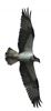 Osprey at Posbrook Floods, Hampshire. Photographed by Andrew Friend on 4th April 2026.