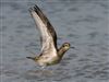 Photo of American Golden Plover at Bunny Meadows (Warsash), Hampshire. Taken by Darryl Gorman on 2nd April 2026.