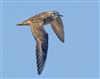 Photo of American Golden Plover at Bunny Meadows (Warsash), Hampshire. Taken by Darryl Gorman on 6th April 2026.