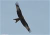 Photo of Red Kite at Everton, Hampshire. Taken by Tomasz Doron on 6th April 2026.