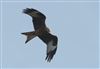 Photo of Red Kite at Everton, Hampshire. Taken by Tomasz Doron on 6th April 2026.