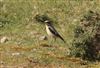 Photo of Wheatear at Keyhaven Lagoon, Hampshire. Taken by Tomasz Doron on 6th April 2026.