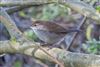 Photo of Cetti's Warbler at Fishlake Meadows, Hampshire. Taken by Andy Tew on 6th April 2026.