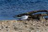 Photo of Little Tern at Normandy Marsh/Lagoon, Hampshire. Taken by Andy Tew on 7th April 2026.