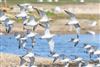Photo of Bar-tailed Godwit at Normandy Marsh/Lagoon, Hampshire. Taken by Andy Tew on 7th April 2026.