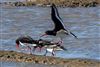 Photo of Oystercatcher at Normandy Marsh/Lagoon, Hampshire. Taken by Andy Tew on 7th April 2026.